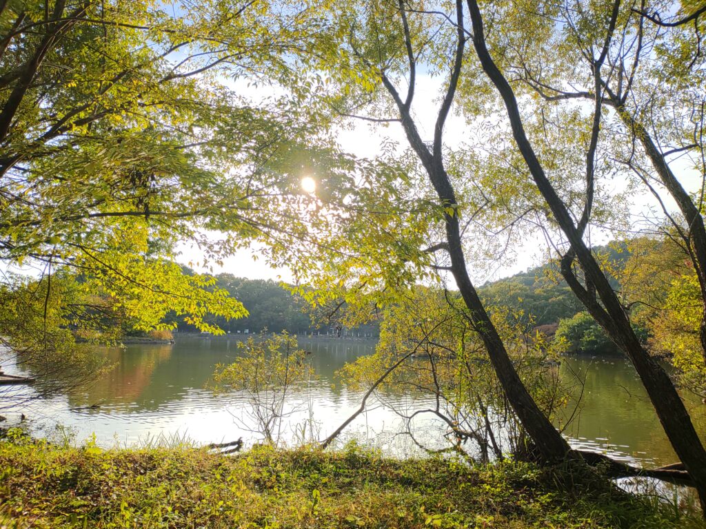 三島池を彩る紅葉