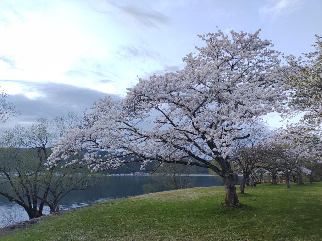 余呉湖の桜