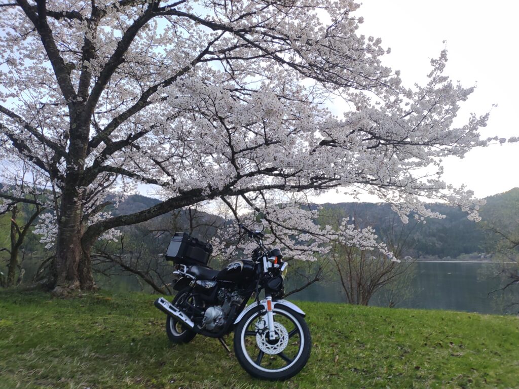 余呉湖の桜とYB125SP
