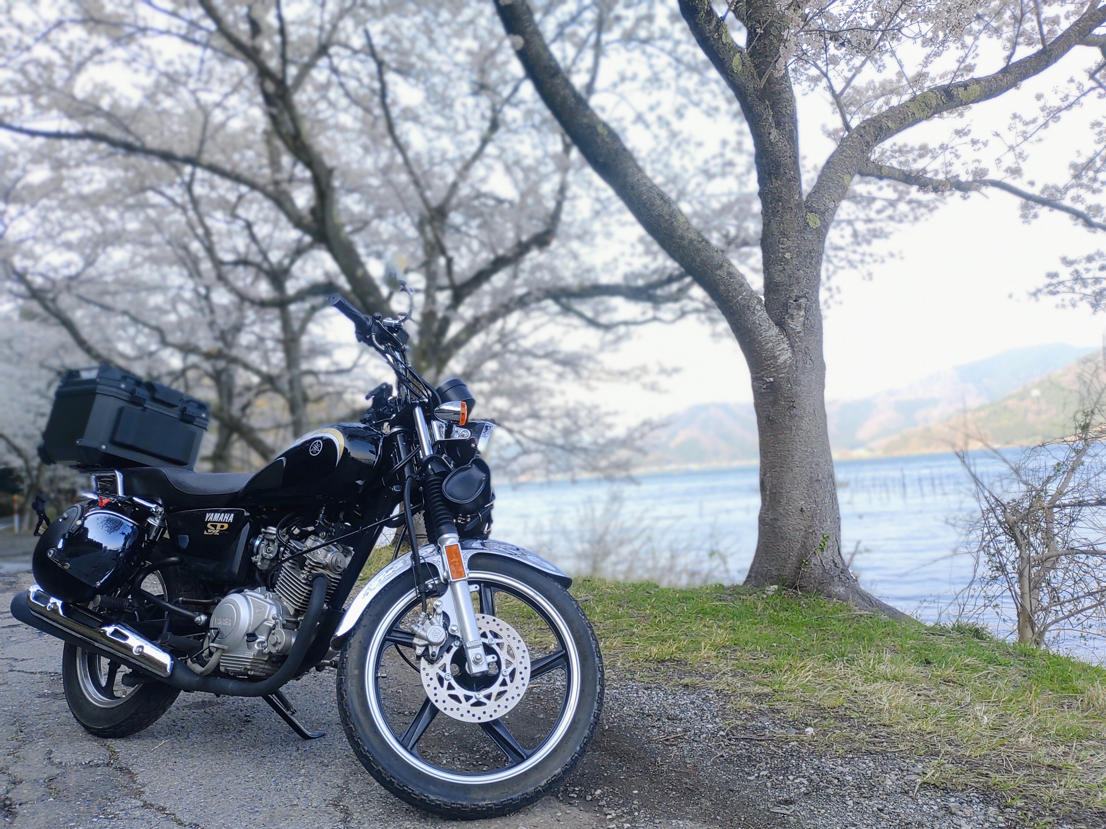 バイクと桜