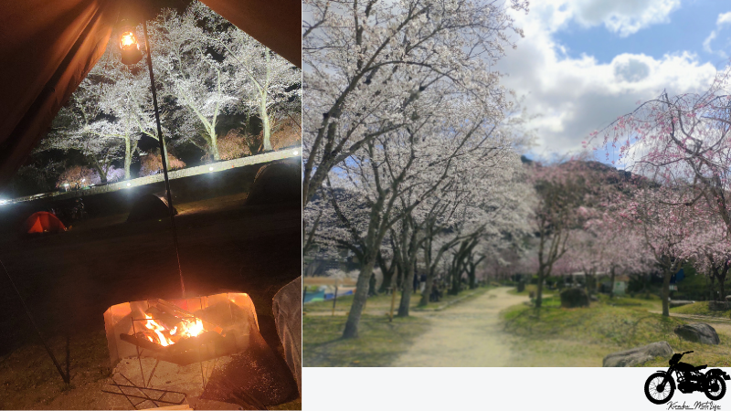お花見キャンプ